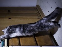 Cea mai lunga pisica domestica din lume